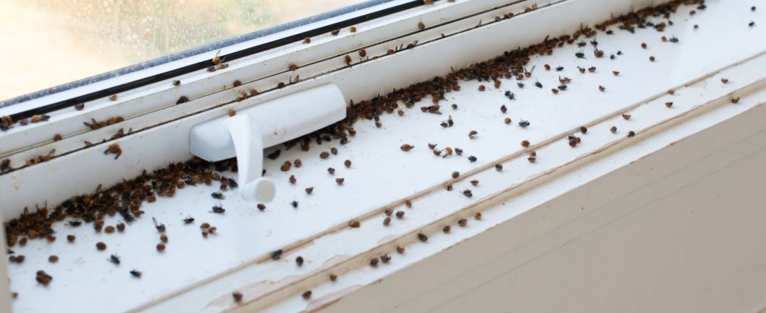 Zbliżenie biedronki azjatyckiej